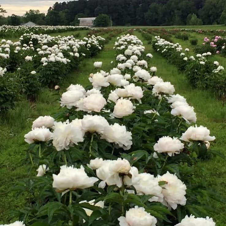 That Peony Farm Gallery That Peony Farm Gallery