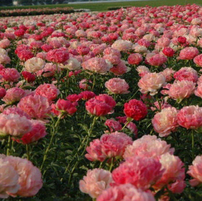 That Peony Farm Gallery That Peony Farm Gallery