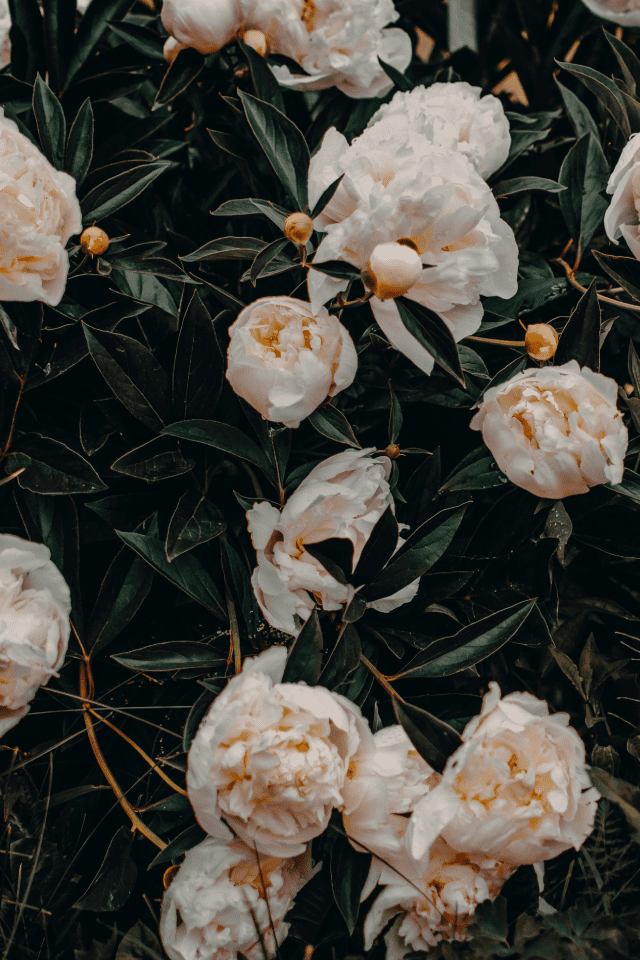 Photo of White Flowers