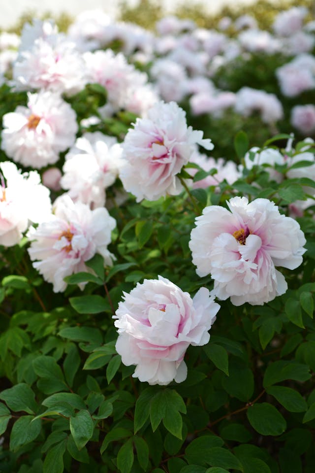Close-up of Peony Flowers